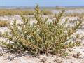 معرفی و نگهداری سوئدا فروتیکوسا (Shrubby Seablite)